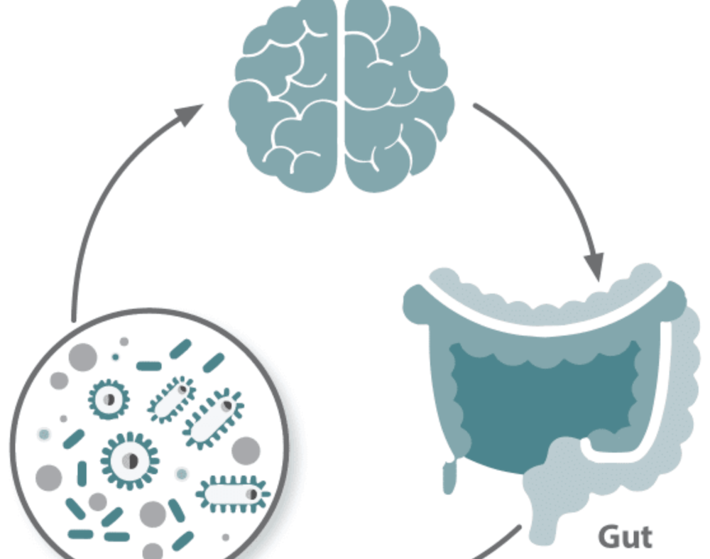Relación entre el Microbioma y nuestro Comportamiento